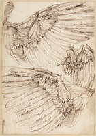 A+ 023
<br/>
Anatomische studie van vleugels
<br/>
<em>Passerotti, Bartolomeo (1529-1592)</em>